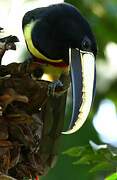 Black-necked Aracari