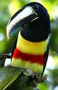 Black-necked Aracari