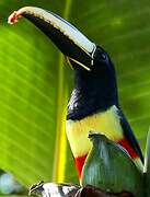 Black-necked Aracari