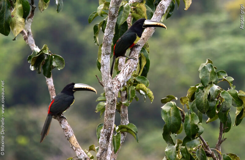 Black-necked Aracari adult, identification