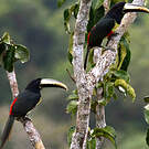 Araçari grigri