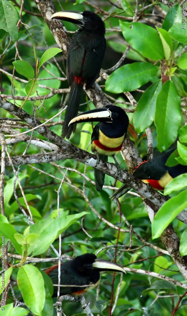 Black-necked Aracariimmature, identification, Behaviour