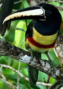 Black-necked Aracari