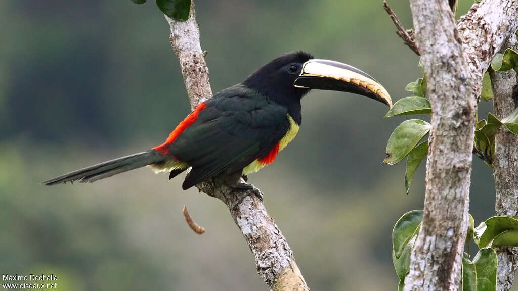 Black-necked Aracariadult, identification, Behaviour