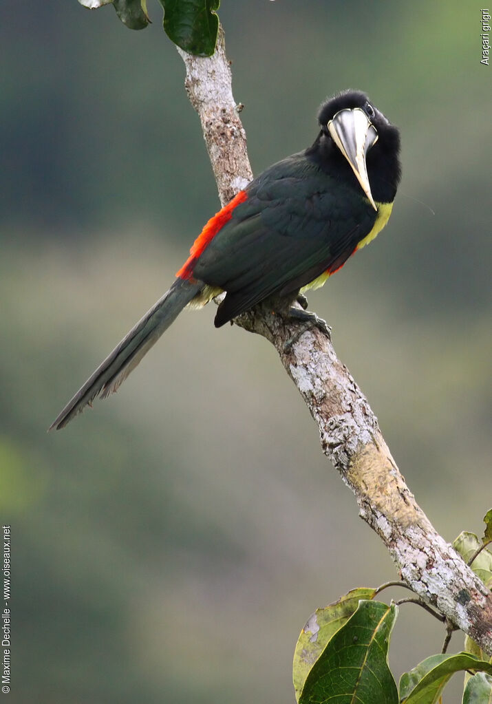 Araçari grigriadulte, identification