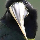 Araçari grigri