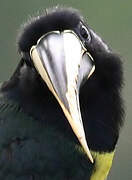 Black-necked Aracari