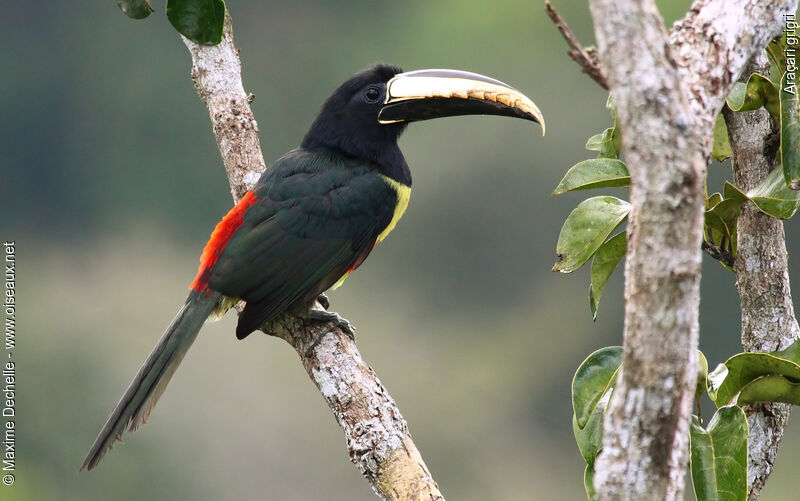 Black-necked Aracariadult, identification