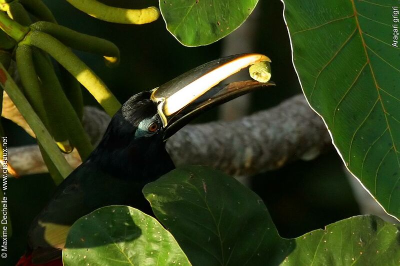 Black-necked Aracariadult, feeding habits