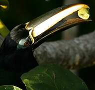 Black-necked Aracari