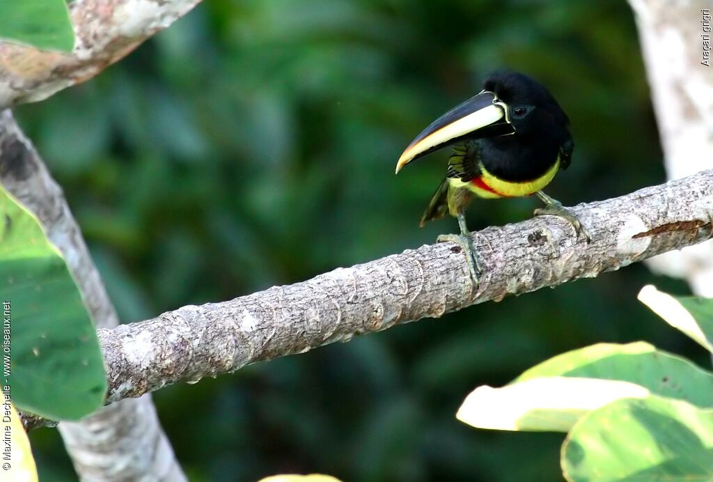 Araçari grigriadulte, identification