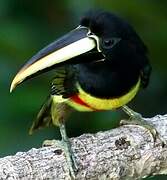 Black-necked Aracari