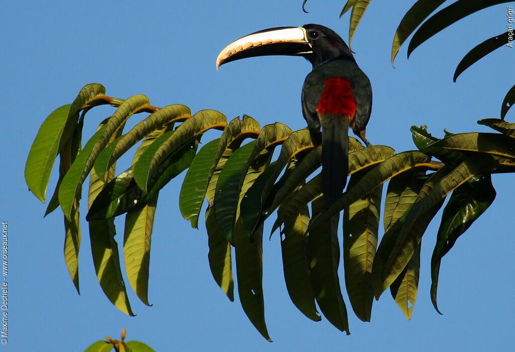 Black-necked Aracariadult, identification