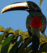 Black-necked Aracari