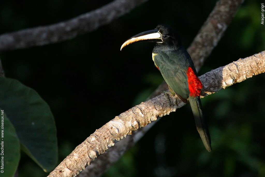 Araçari grigriadulte, identification