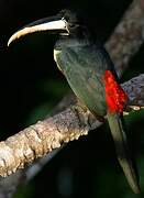 Black-necked Aracari