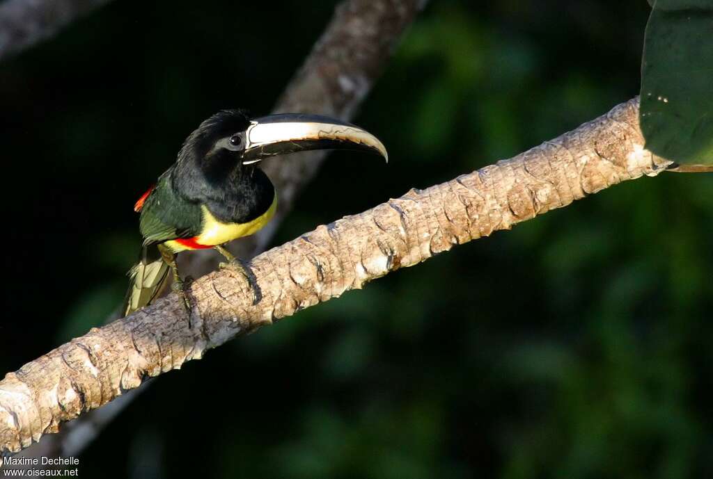 Araçari grigriadulte