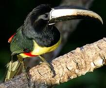 Black-necked Aracari