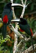 Black-necked Aracari