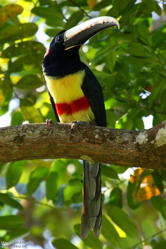 Black-necked Aracariadult