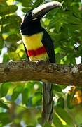 Black-necked Aracari