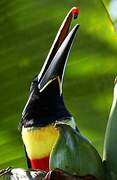 Black-necked Aracari