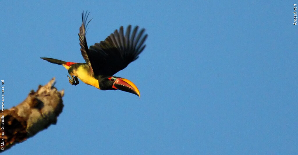 Green Aracari male adult, Flight