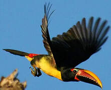 Green Aracari