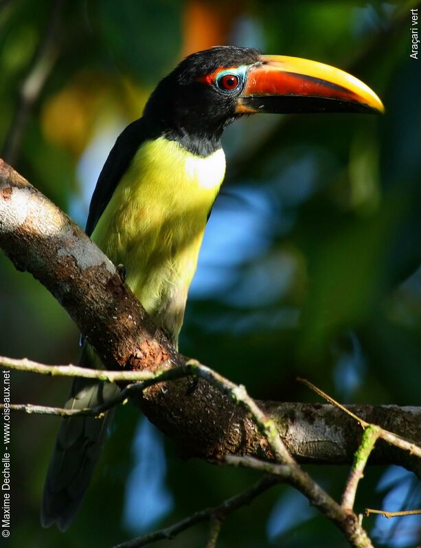 Green Aracari male juvenile, close-up portrait