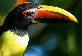 Green Aracari