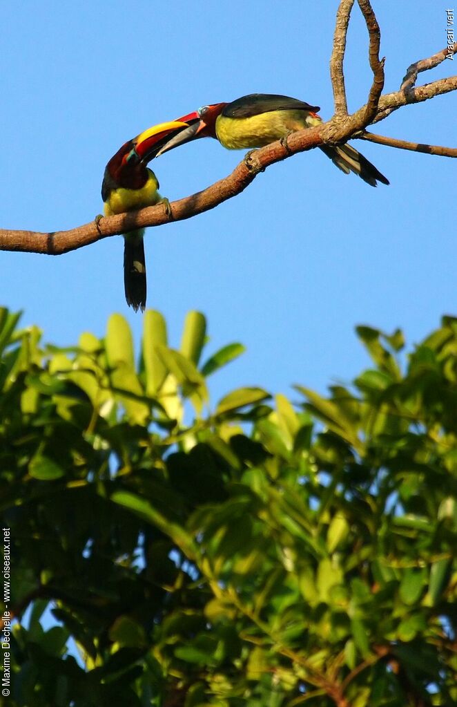 Green Aracari female, Behaviour