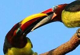 Green Aracari