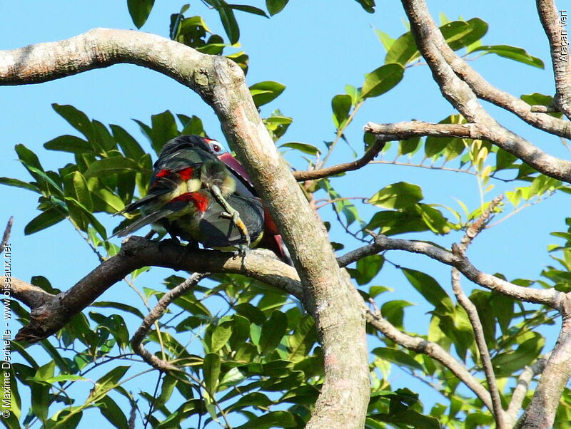 Green Aracari adult, Behaviour