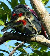 Green Aracari