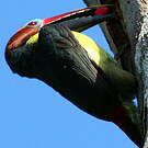 Araçari vert