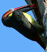 Green Aracari