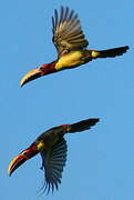 Green Aracari