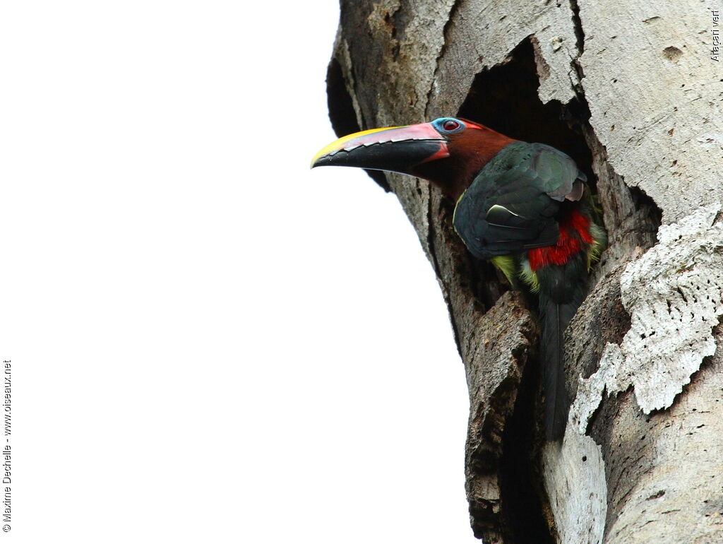 Green Aracari female adult, Reproduction-nesting, Behaviour