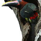 Araçari vert