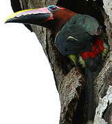 Green Aracari