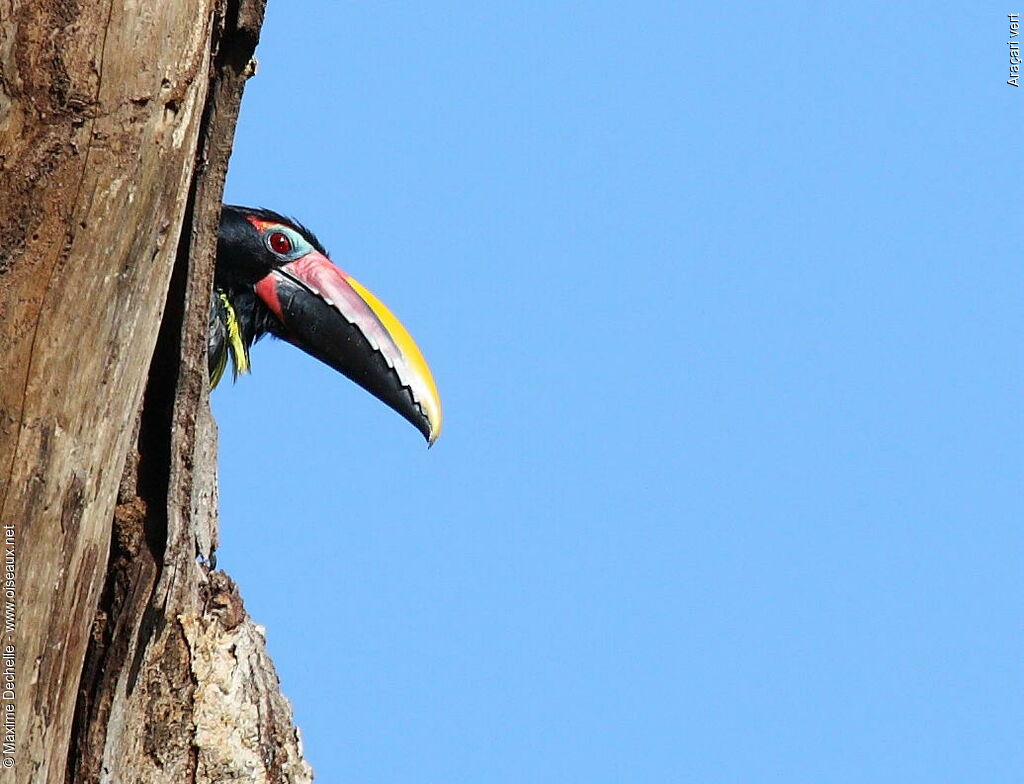 Green Aracari male adult