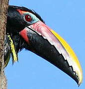 Green Aracari