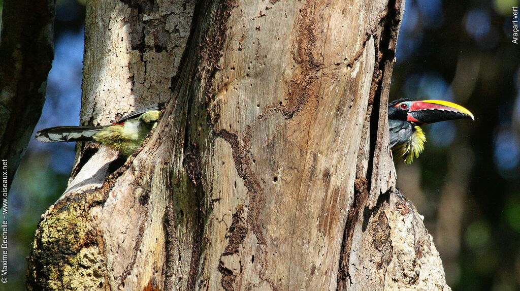 Araçari vert 