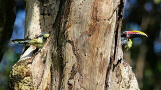 Green Aracari