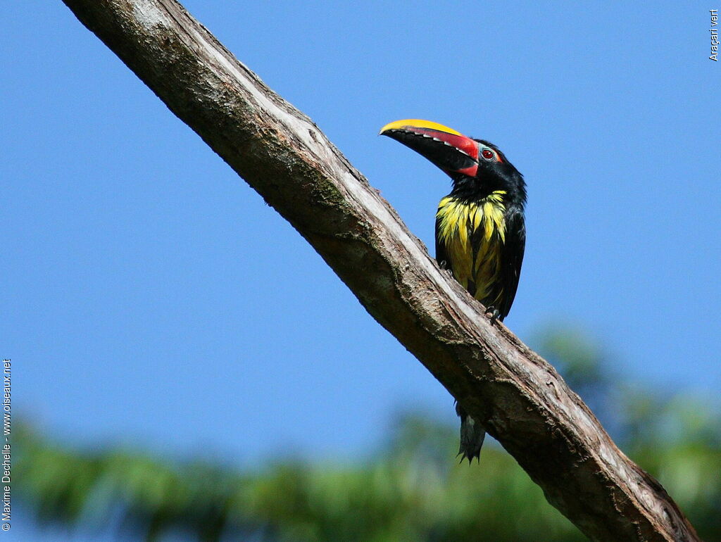 Green Aracari male adult