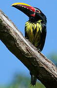 Green Aracari