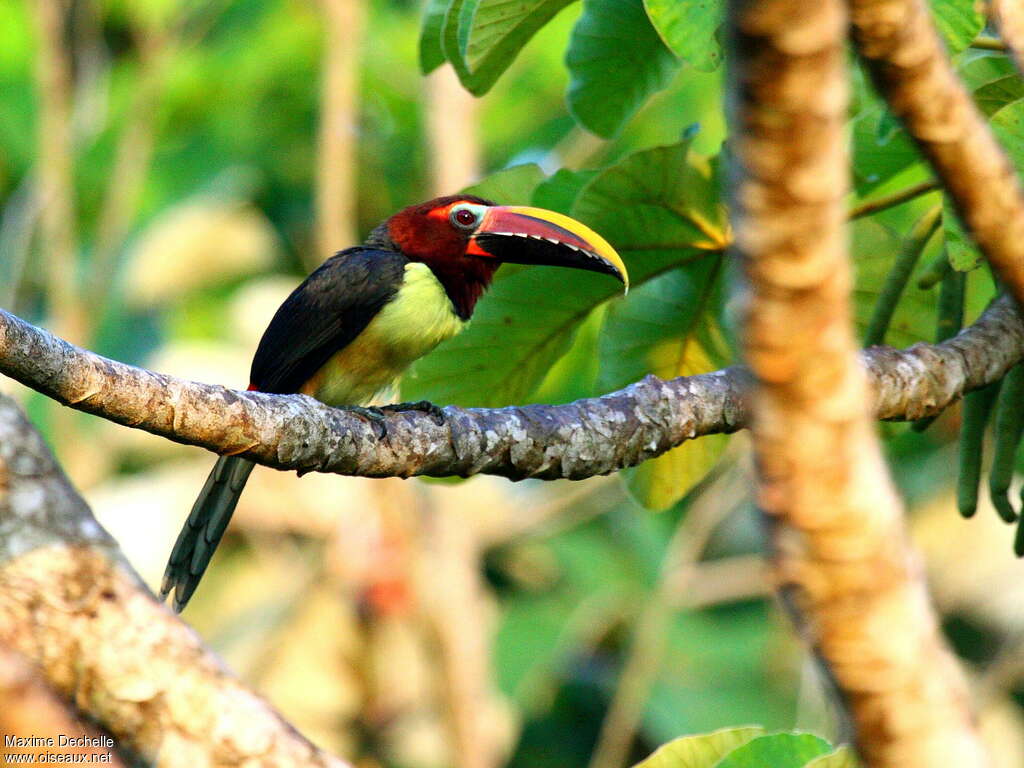 Green Aracari female adult, identification