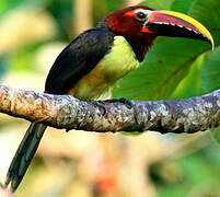 Green Aracari