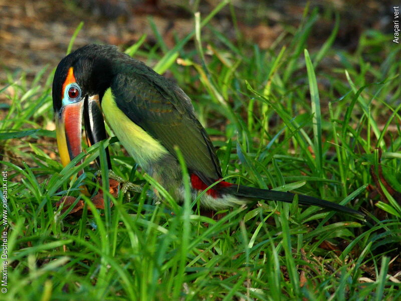 Green Aracari male juvenile, feeding habits, Behaviour
