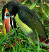 Green Aracari